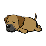 Brown Anatolian-Shepherd(1)