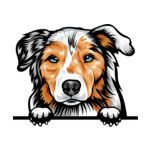 Light Brown Animal-Dog-Australian-Shepherd-8jjj4rf-Color-Peeking
