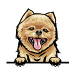 Light Brown Animal-Dog-Pomeranian-8kkkfv5abce-Color-Peeking