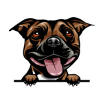 Brown Animal-Dog-Stafforshire-Bull-Terrier-mffeabfdyrf-Color-Peeking